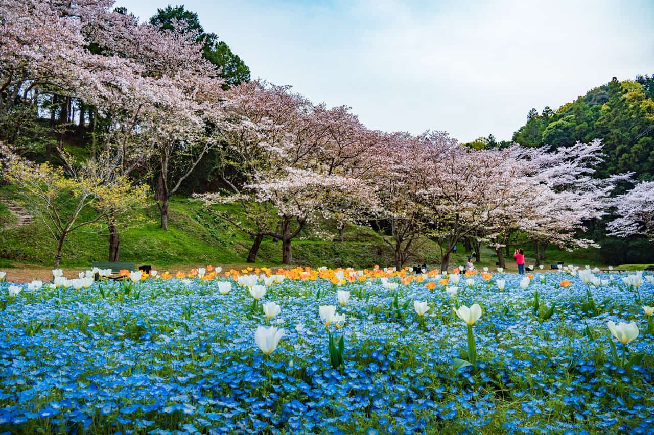 🏞️ 미야코다 종합공원 (都田総合公園)